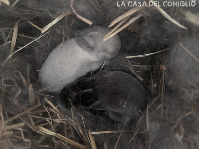 Dolcissimi cuccioli minilop Seal point e Dark sable