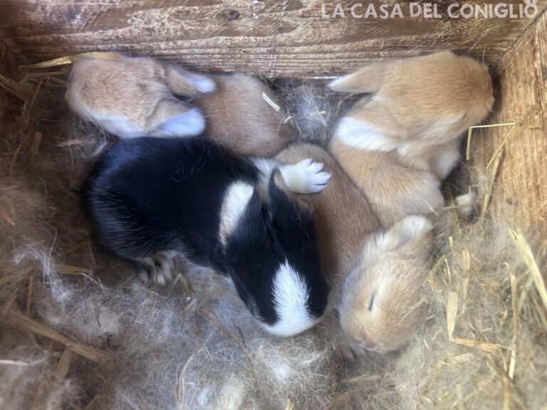Dolcissimi cuccioli di ariete nano fulvi e black otter split
