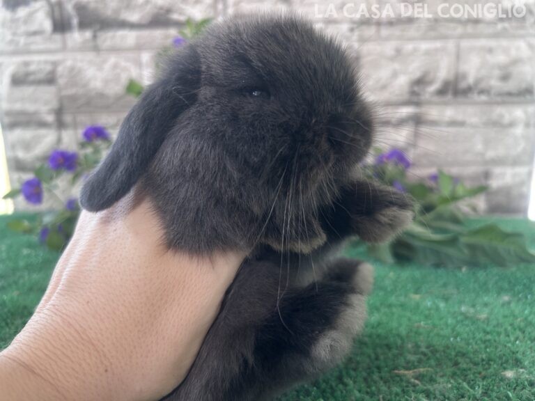 Bellissimo maschietto minilop colore Dark sable
