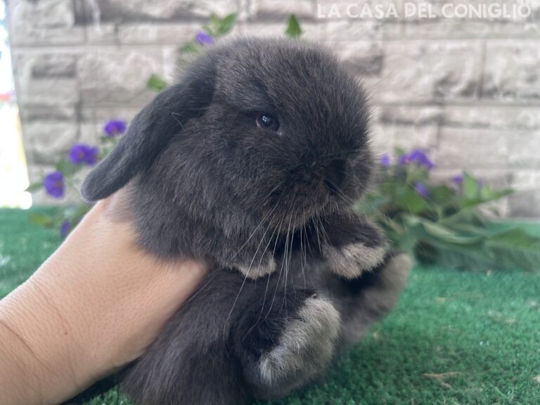Bellissimo maschietto minilop colore Dark sable