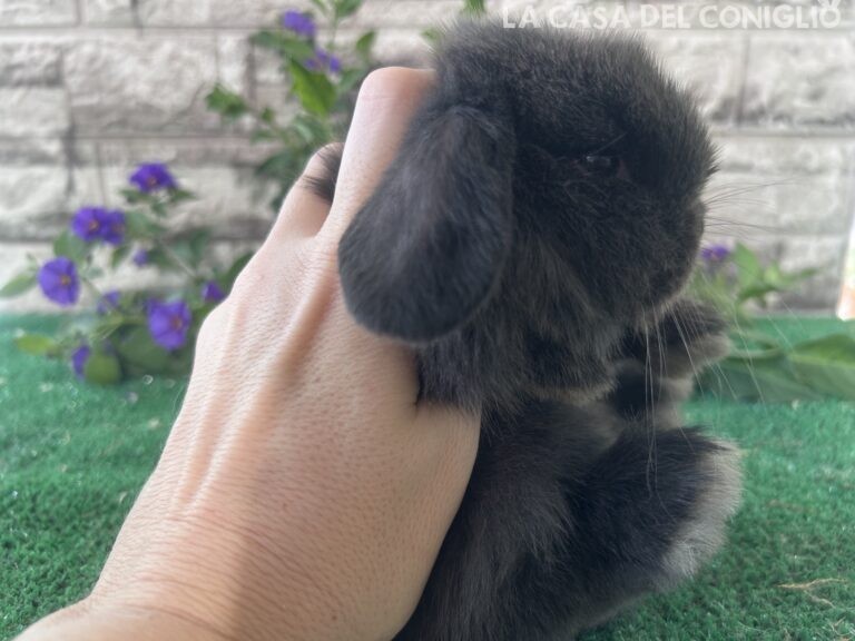 Bellissimo maschietto minilop colore Dark sable