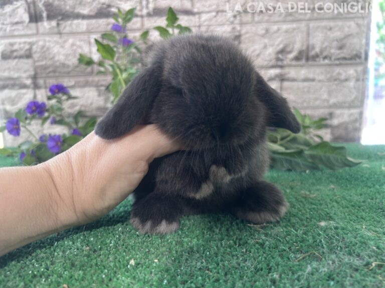 Bellissimo maschietto minilop colore Dark sable
