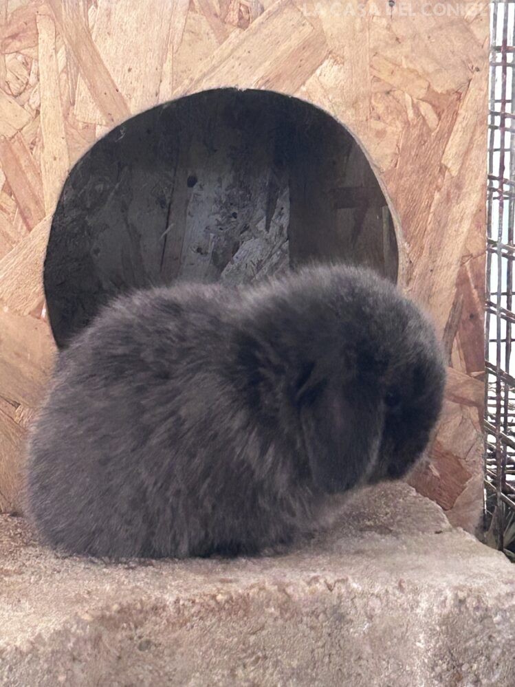 Dolcissimo maschietto minilop colore Dark sable