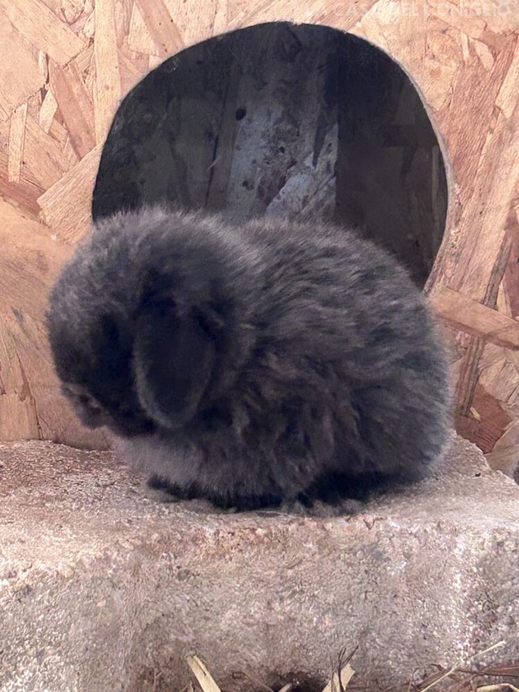 Dolcissimo maschietto minilop colore Dark sable