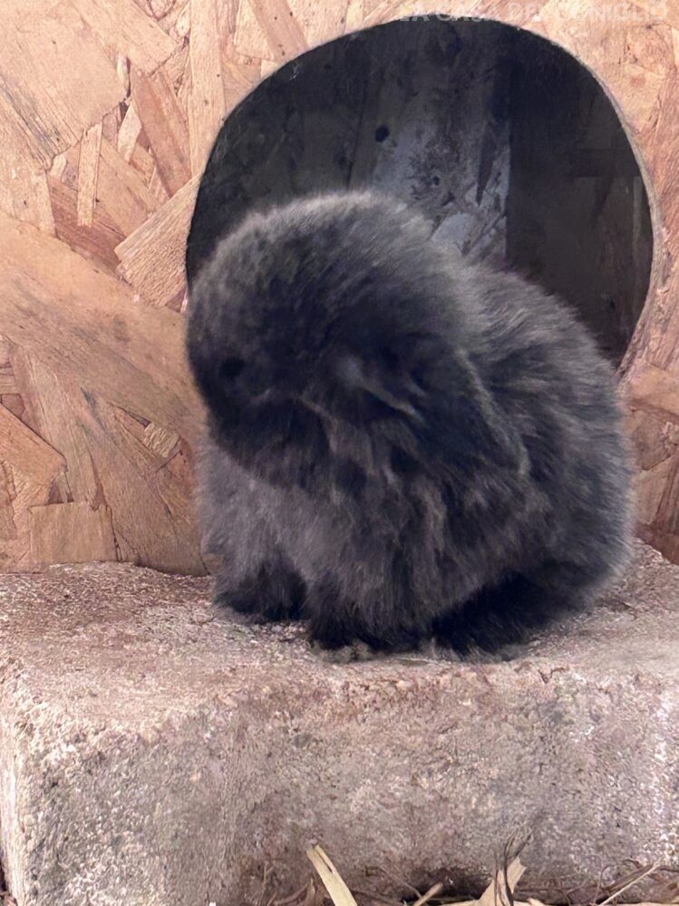 Dolcissimo maschietto minilop colore Dark sable