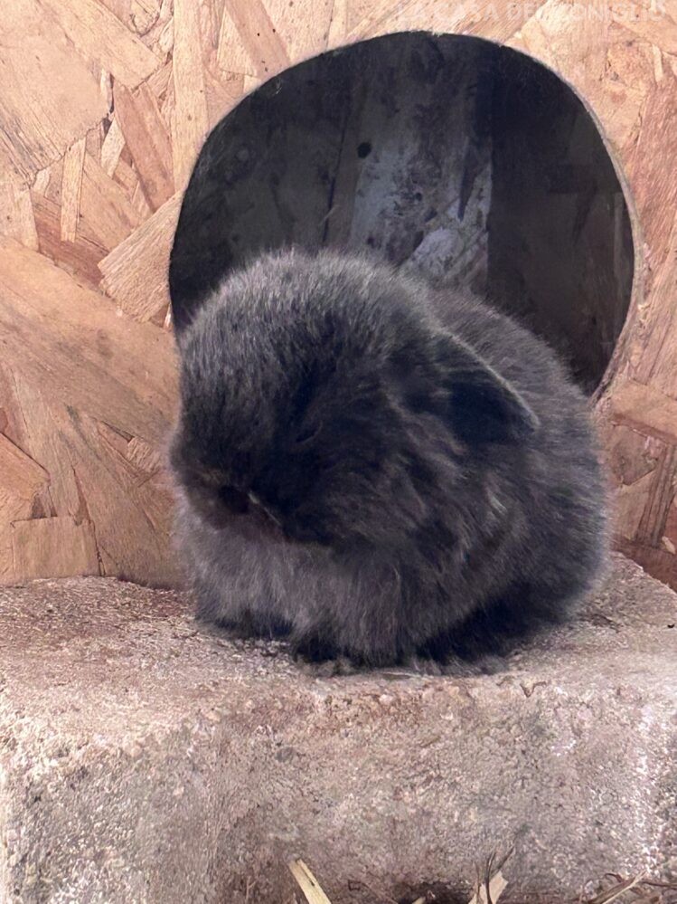 Dolcissimo maschietto minilop colore Dark sable