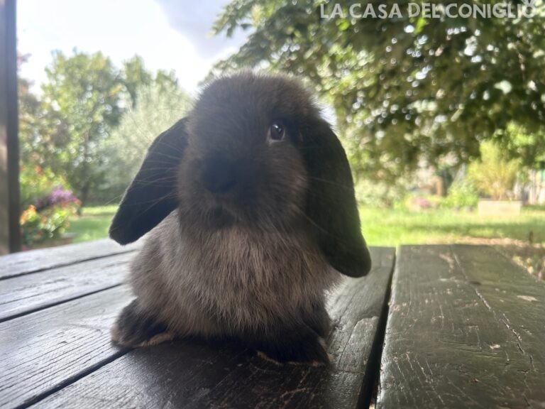 Bellissimo maschietto minilop colore Dark sable