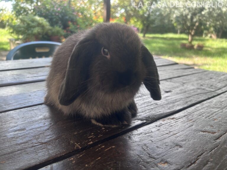 Bellissimo maschietto minilop colore Dark sable