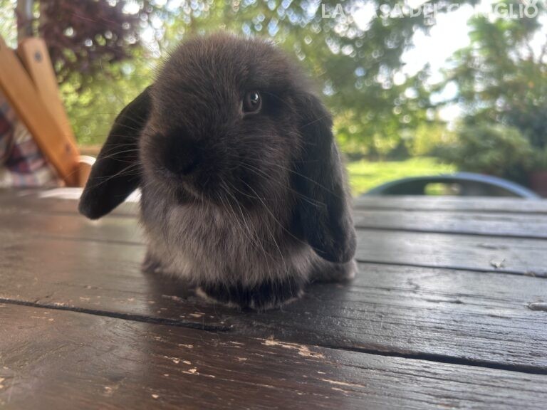 Bellissimo maschietto minilop colore Dark sable