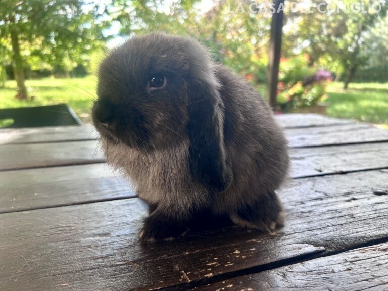 Bellissimo maschietto minilop colore Dark sable
