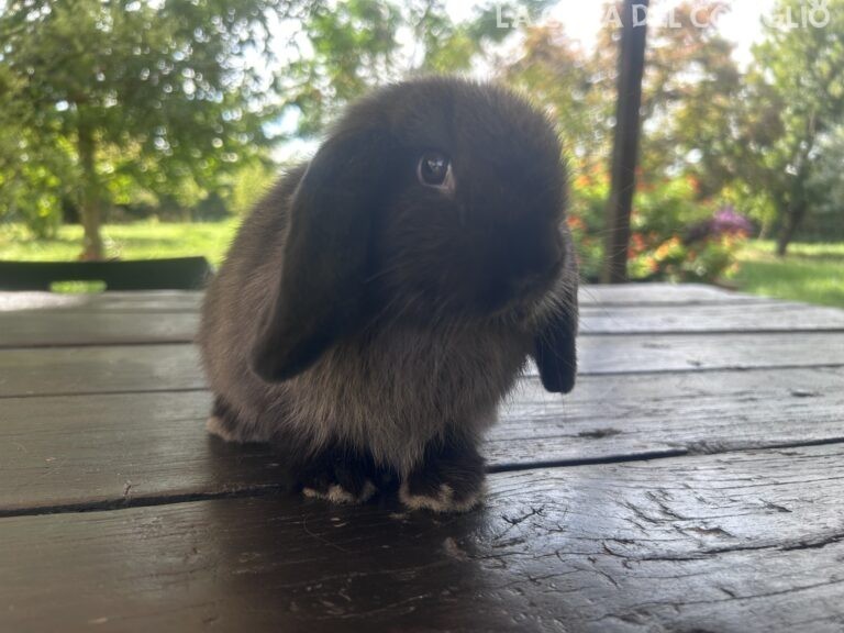 Bellissimo maschietto minilop colore Dark sable
