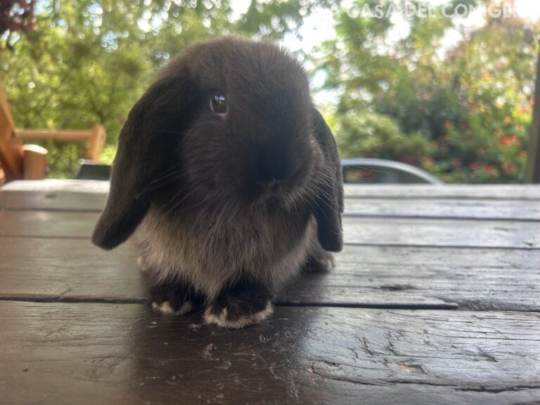 Bellissimo maschietto minilop colore Dark sable